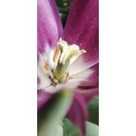 Imágenes de los usuarios Redmi Note 10 Pro