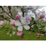 Imágenes de los usuarios Redmi Note 10 Pro