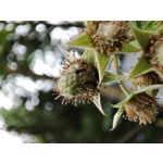 Imágenes de los usuarios Redmi Note 10 Pro