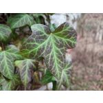 Imágenes de los usuarios Redmi Note 10 Pro