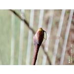 Imágenes de los usuarios Redmi Note 10 Pro