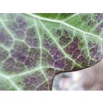 Imágenes de los usuarios Redmi Note 10 Pro