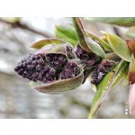 Imágenes de los usuarios Redmi Note 10 Pro