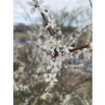 用戶照片 Redmi Note 11 Pro 5G