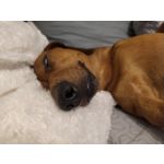 Pictures by this phone Redmi Note 7