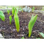 Pictures by this phone Redmi Note 7