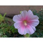 Pictures by this phone Redmi Note 7