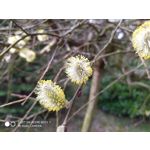 Pictures by this phone Redmi Note 7