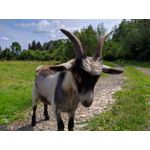 Pictures by this phone Redmi Note 7