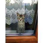 Pictures by this phone Redmi Note 7