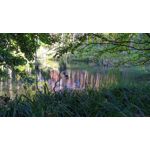 Pictures by this phone Redmi Note 7