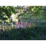 Pictures by this phone Redmi Note 7