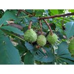 Pictures by this phone Redmi Note 7