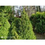 Pictures by this phone Redmi Note 7