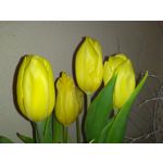 Pictures by this phone Redmi Note 7