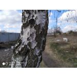 Pictures by this phone Redmi Note 7