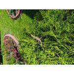 Pictures by this phone Redmi Note 7