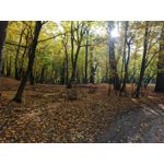 用戶照片 Redmi Note 8 Pro