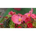 用戶照片 Redmi Note 8 Pro