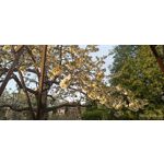 用戶照片 Redmi Note 8 Pro