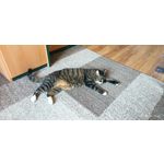 用戶照片 Redmi Note 8 Pro