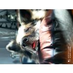 用戶照片 Redmi Note 8 Pro