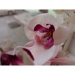 用戶照片 Redmi Note 8 Pro