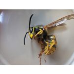 用戶照片 Redmi Note 8 Pro