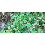 用戶照片 Redmi Note 8 Pro