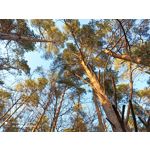 用戶照片 Redmi Note 8 Pro