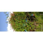 用戶照片 Redmi Note 8 Pro