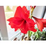 用戶照片 Redmi Note 8 Pro