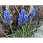 用戶照片 Redmi Note 8 Pro