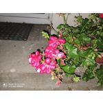 用戶照片 Redmi Note 8 Pro