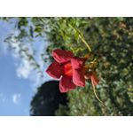 用戶照片 Redmi Note 8 Pro