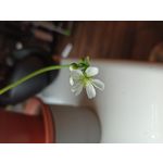 用戶照片 Redmi Note 8 Pro