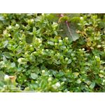 用戶照片 Redmi Note 8 Pro