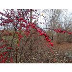 用戶照片 Redmi Note 8 Pro