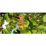 用戶照片 Redmi Note 8 Pro