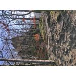 FOTO FATTE CON QUESTO TELEFONO