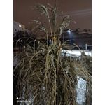 Imágenes de los usuarios Redmi Note 9T