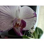 Imágenes de los usuarios Redmi Note 9T