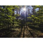 FOTO FATTE CON QUESTO TELEFONO