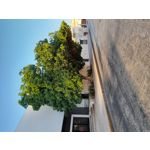 来自这款手机的图片