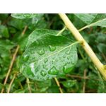 Pictures by this phone Samsung Galaxy A20e