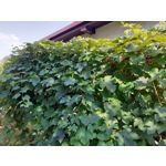 Pictures by this phone Samsung Galaxy A20e