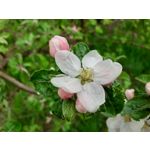 Pictures by this phone Samsung Galaxy A20e