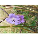 Pictures by this phone Samsung Galaxy A20e