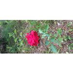 Pictures by this phone Samsung Galaxy A20e