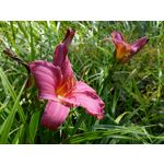 IMAGENS DESTE TELEFONE